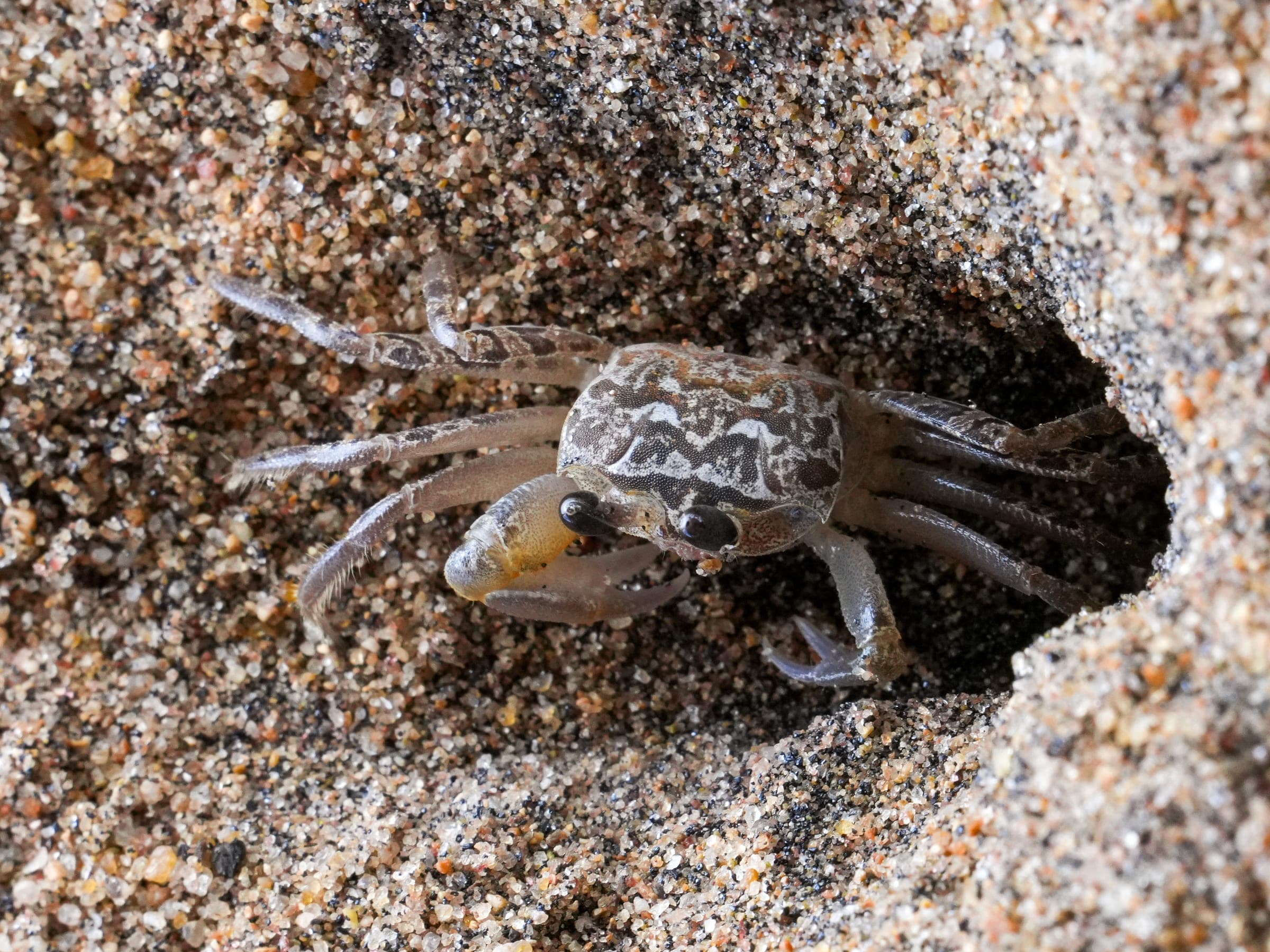 A ghost crab at the mouth of its burrow in the sand