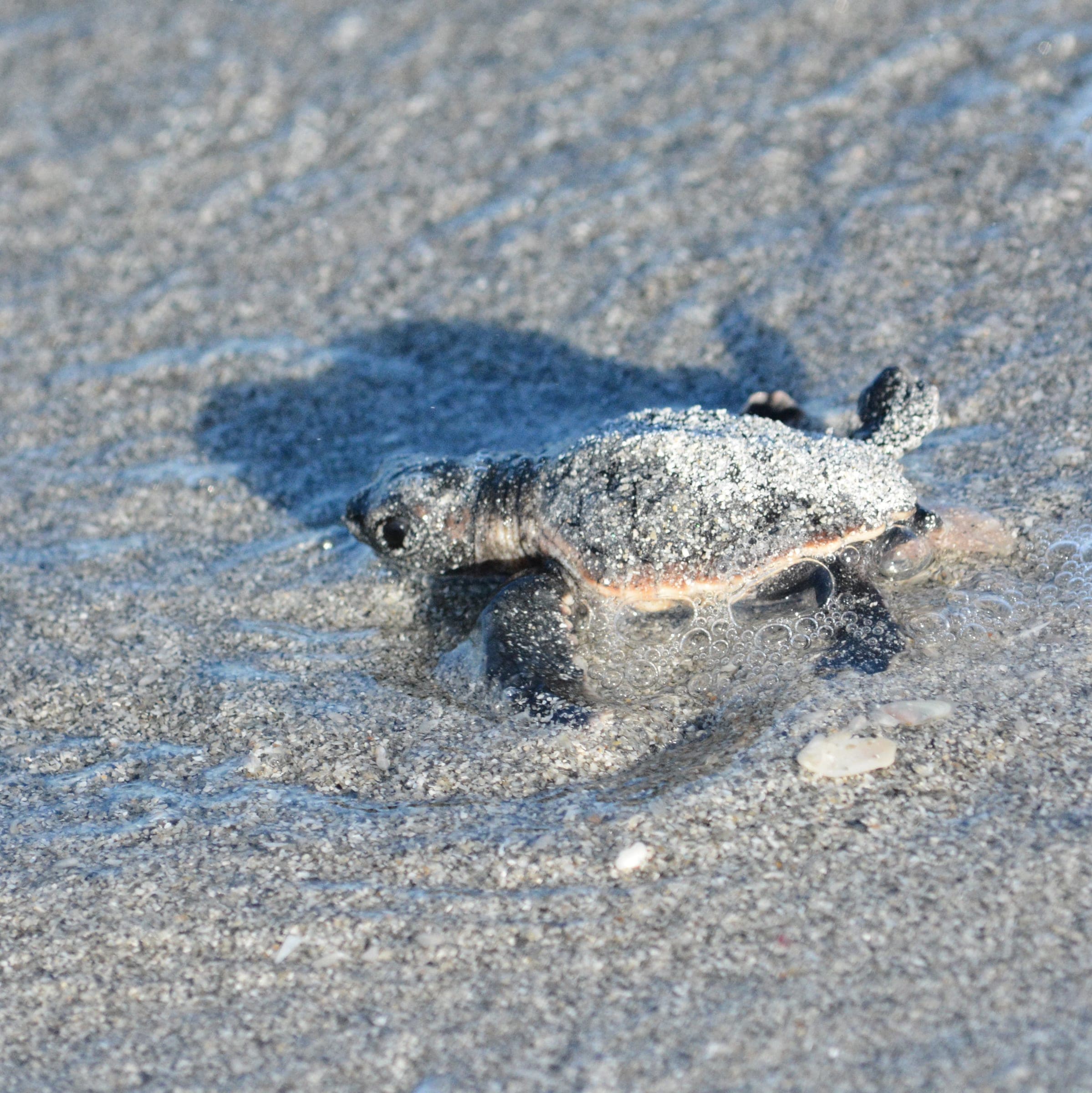 A loggerhead sea turtle hatchling crossing the sand toward the ocean