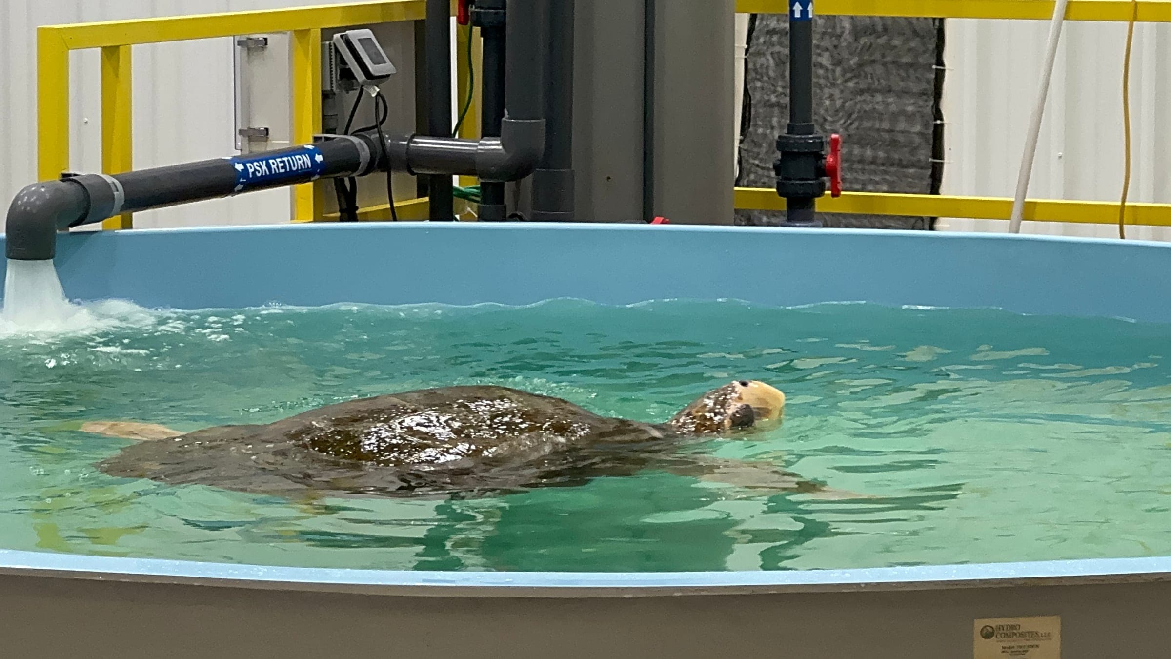 A rehabilitating sea turtle in a tank at the Karen Beasley Sea Turtle Rescue and Rehabilitation Center, Surf City NC