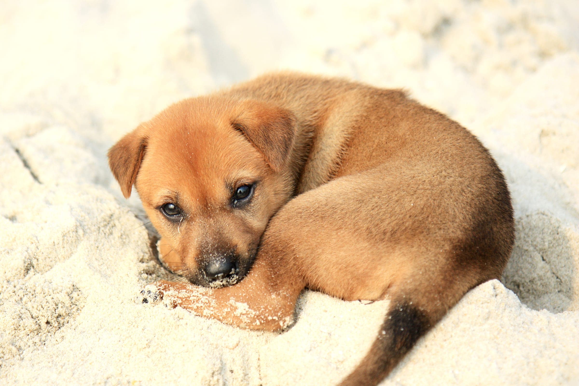 A puppy curled up in the sand
