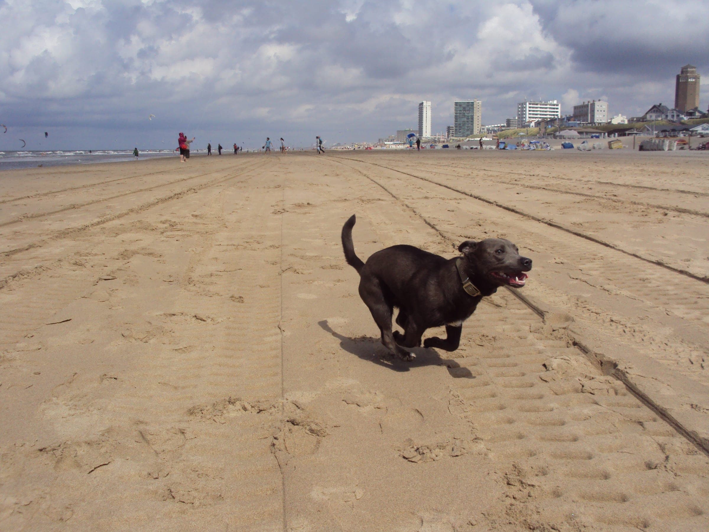 A dog sprinting across wide open beach sand